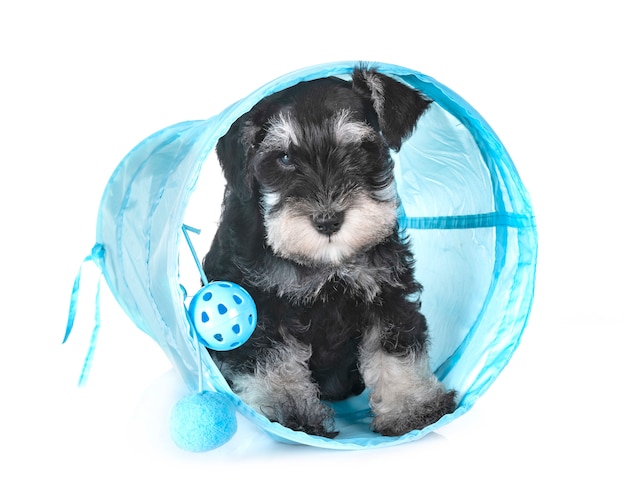 cucciolo di schnauzer in miniatura