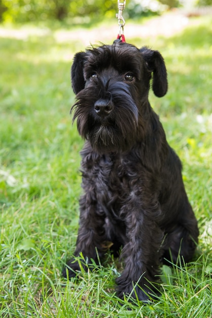 Cucciolo di schnauzer miniatura in un'erba verde