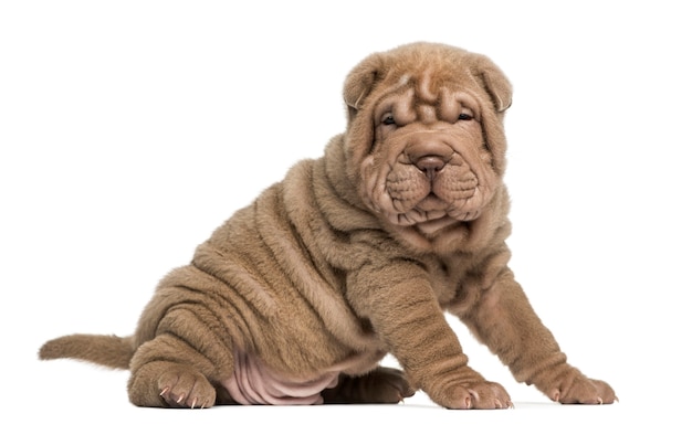 Cucciolo di Shar Pei guardando la telecamera isolata su bianco