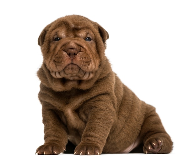 Cucciolo di Shar Pei seduto guardando la telecamera isolata su bianco