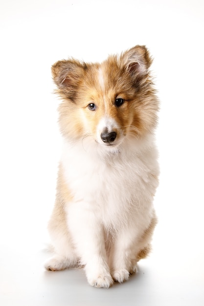 Cucciolo di Sheltie isolato su uno sfondo bianco.