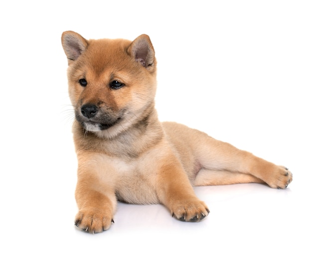 Cucciolo di shiba inu