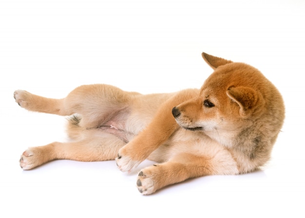 cucciolo di shiba inu