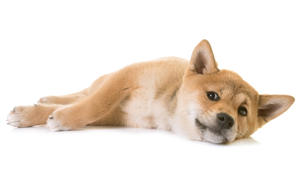 cucciolo di shiba inu