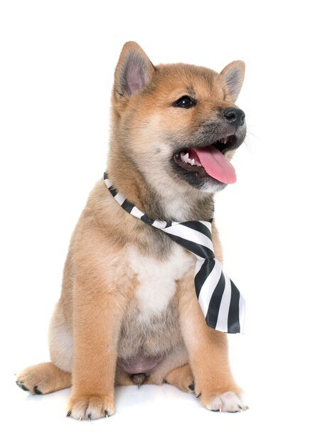 cucciolo di shiba inu