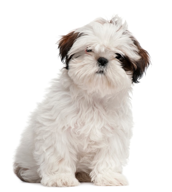 Cucciolo di Shih Tzu, 3 mesi. Ritratto di cane isolato