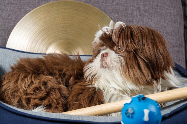 Cucciolo di shih tzu di 6 mesi seduto sul suo letto guardando di lato e circondato da cembali e tamburi