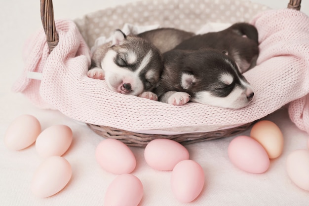 Cucciolo di Siberian Husky appena nato di 1 giorno. Husky Dog Breeding. Concetto di medicina veterinaria, clinica dello zoo, clinica veterinaria. I cuccioli di cane dormono. Hotel Zoo. Hotel per animali. Articoli per animali domestici. Cane pasquale