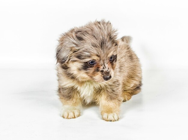 Cucciolo di Spitz davanti a sfondo bianco Cane Pomerania isolato su uno sfondo bianco