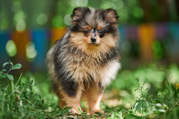 Cucciolo di Spitz di Pomerania in giardino. Simpatico cane di Pomerania in passeggiata. Cucciolo di colore nero, grigio e marrone. Cane pom Spitz divertente adatto alle famiglie, sfondo di erba verde.