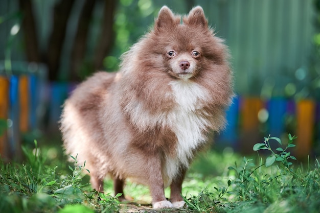 Cucciolo di Spitz di Pomerania in un giardino