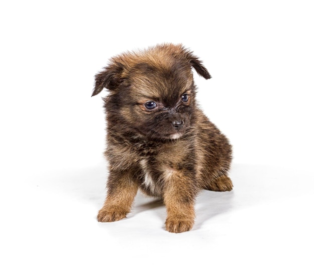 Cucciolo di Spitz di Pomerania su sfondo bianco