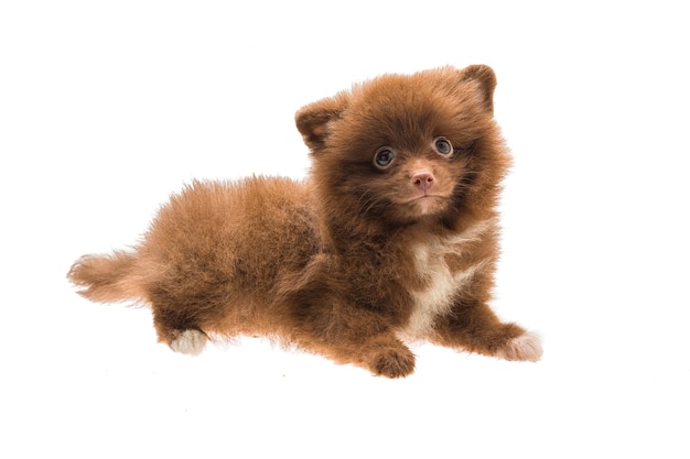 Cucciolo di Spitz di Pomerania