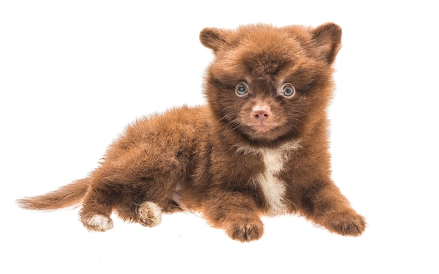 Cucciolo di Spitz di Pomerania