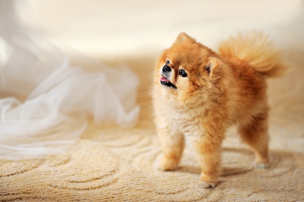 Cucciolo di Spitz di Pomerania.