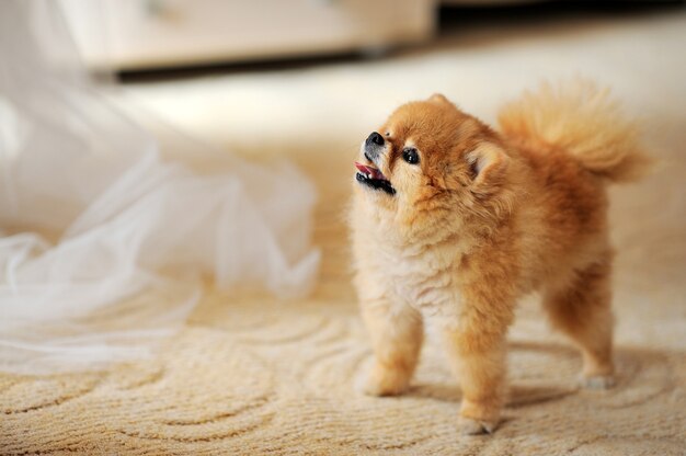 Cucciolo di Spitz peloso si chiuda.