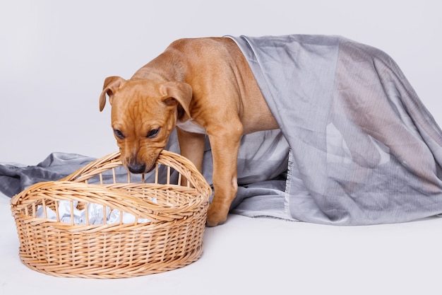 Cucciolo di Staffordshire terrier e cestino di vimini