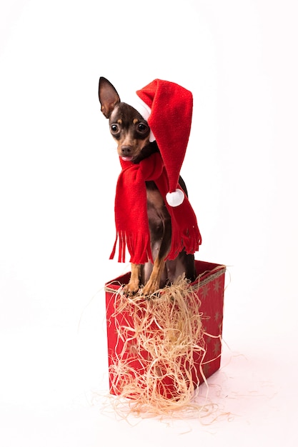 Cucciolo di Terrier in una scatola di Natale rossa.