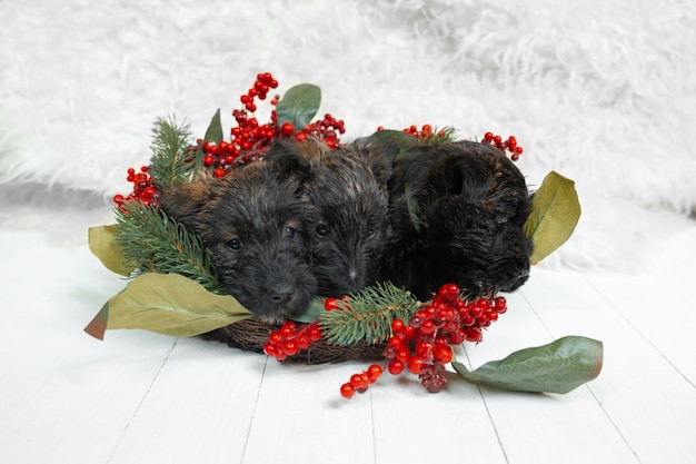 cucciolo di terrier scozzese sul muro bianco