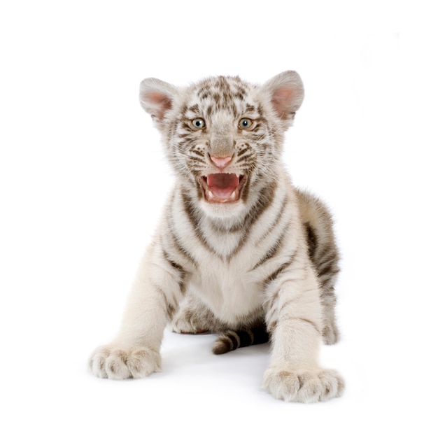Cucciolo di tigre bianco davanti a uno sfondo bianco