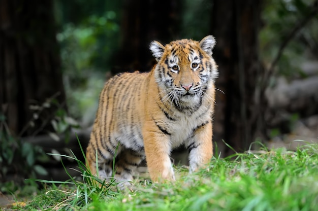 cucciolo di tigre siberiana in erba