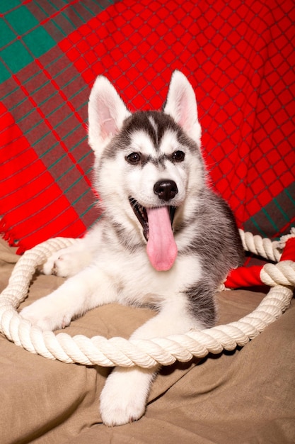 Cucciolo di un bellissimo cane husky di razza