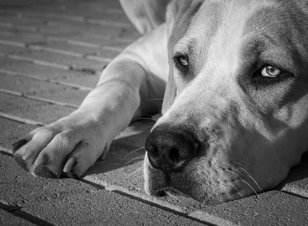 Cucciolo di un grosso cane con bellissimi occhi tristi