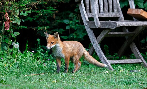 Cucciolo di volpe che esplora nel giardino