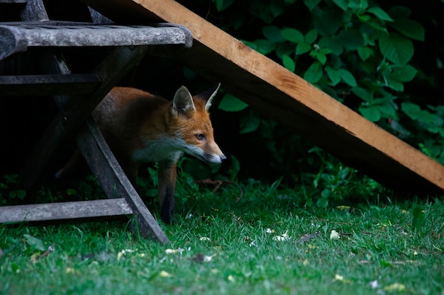 Cucciolo di volpe che esplora nel giardino