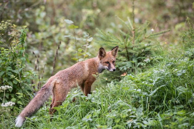 Cucciolo di volpe durante la caccia. Bambino europeo della volpe rossa