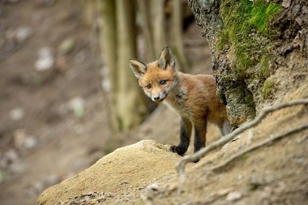 Cucciolo di volpe rossa che alza fuori da dietro un albero nella foresta di primavera