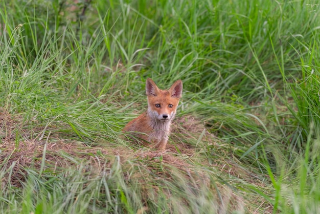 Cucciolo di volpe rossa Vulpes vulpes allo stato brado.