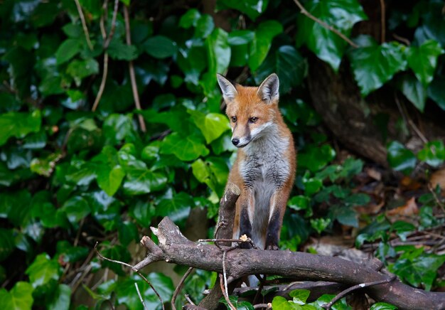 Cucciolo di volpe urbana che esplora nel giardino vicino alla loro tana