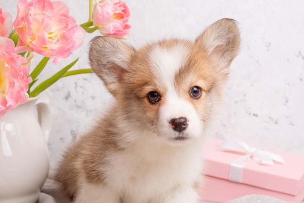 Cucciolo di Welsh Corgi CON UN MAZZO DI FIORI PRIMAVERILI DI TULIPANI SU UNO SFONDO BIANCO