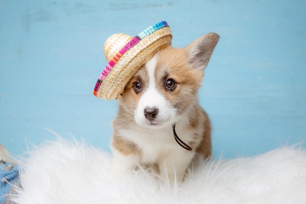 Cucciolo di Welsh Corgi in un cappello di paglia su sfondo blu