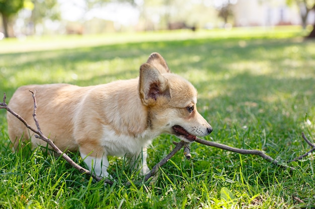 Cucciolo di Welsh Corgi in una passeggiata nel parco