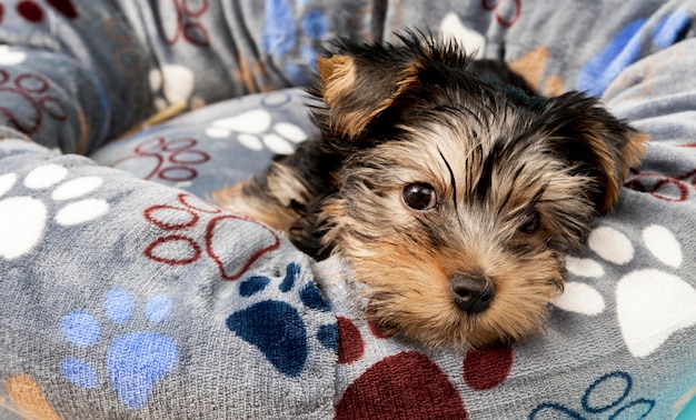 Cucciolo di yorkshire terrier carino rilassante nel suo letto