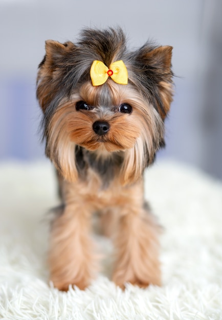 cucciolo di Yorkshire Terrier con un bel taglio di capelli si siede su un copriletto leggero e soffice