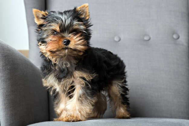 Cucciolo di Yorkshire terrier in piedi sulla poltrona