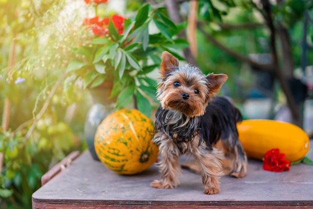 Cucciolo di Yorkshire Terrier sul tavolo con le zucche