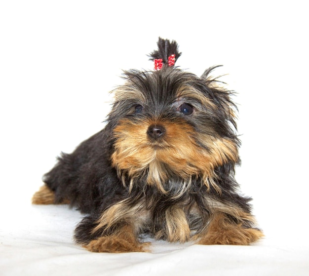 Cucciolo di Yorkshire Terrier