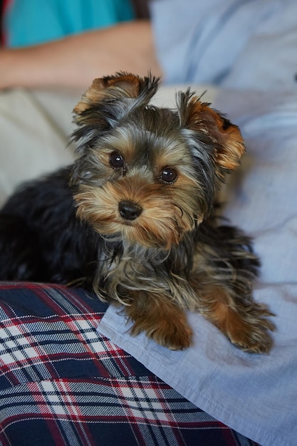 Cucciolo di yorkshire terrier