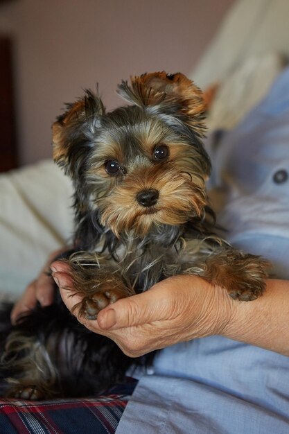 Cucciolo di yorkshire terrier