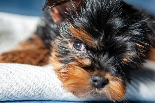 cucciolo di yorkshire terrier