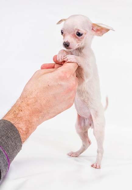 Cucciolo divertente Chihuahua pone su uno sfondo bianco