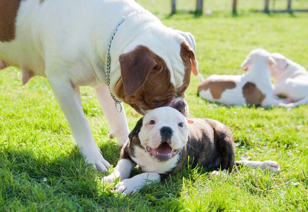 Cucciolo divertente del bulldog americano con il cane adulto della madre