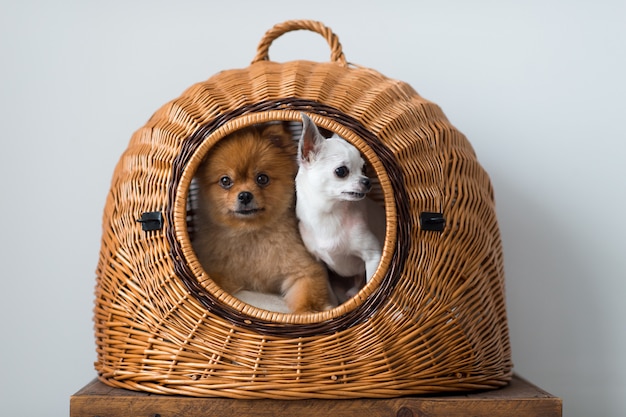 Cucciolo divertente di Pomeranian con il cucciolo della chihuahua che guarda dalla casa di cane