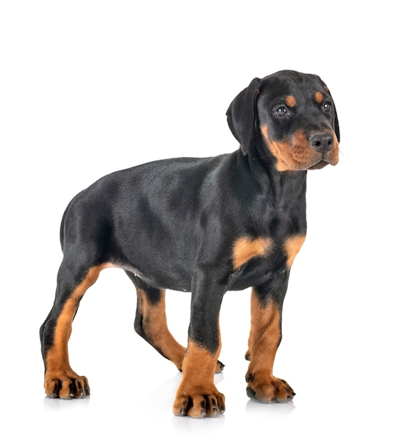 cucciolo Doberman Pinscher