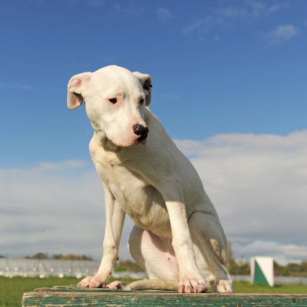 Cucciolo dogo argentino