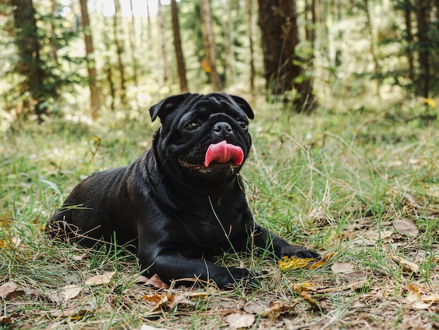 Cucciolo dolce e carino di colore nero. Avvicinamento